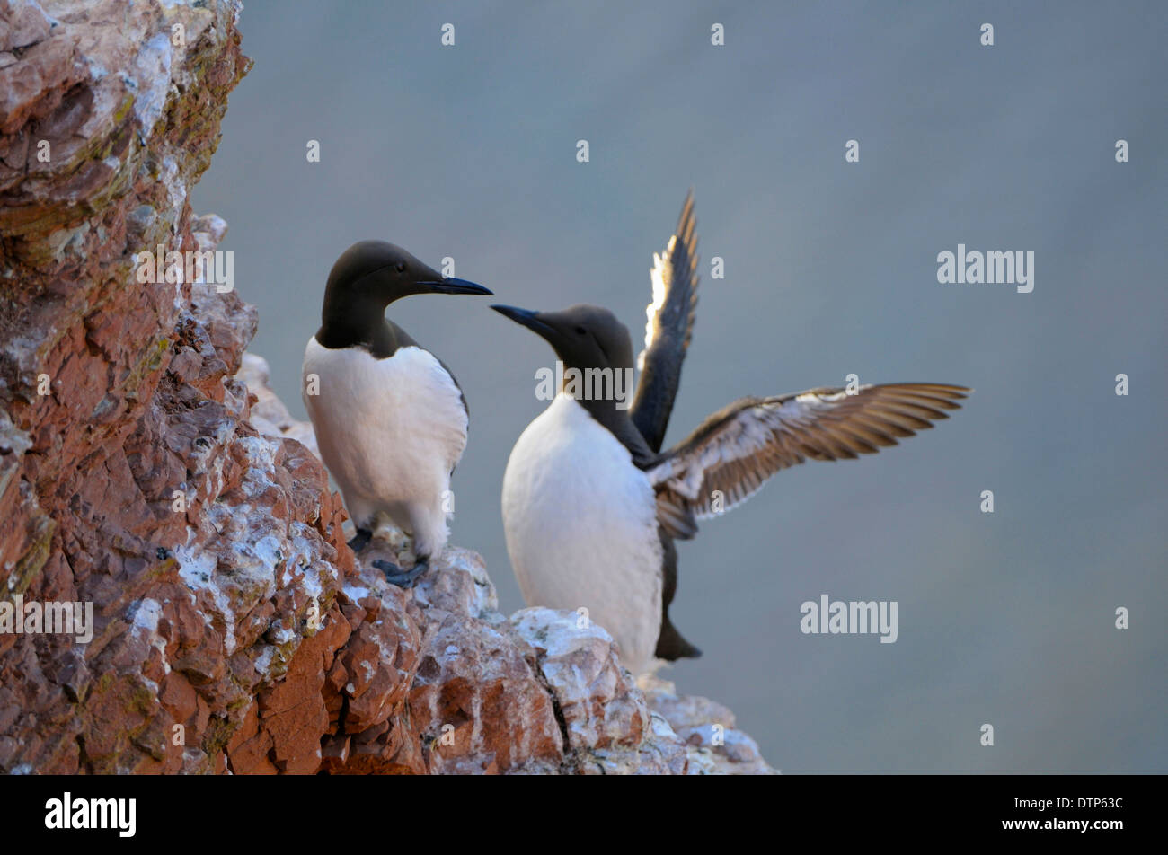 Common Guillemots, pair, Heligoland, Schleswig-Holstein, Germany / (Uria aalge) / flapping wings Stock Photo
