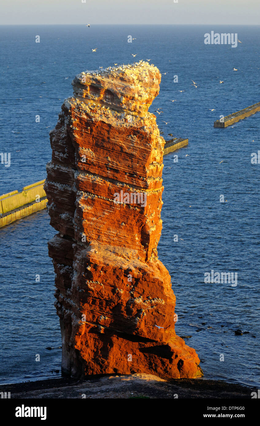 Lange Anna, breeding colony on cliff top, Heligoland, Schleswig-Holstein, Germany / bird rock Stock Photo