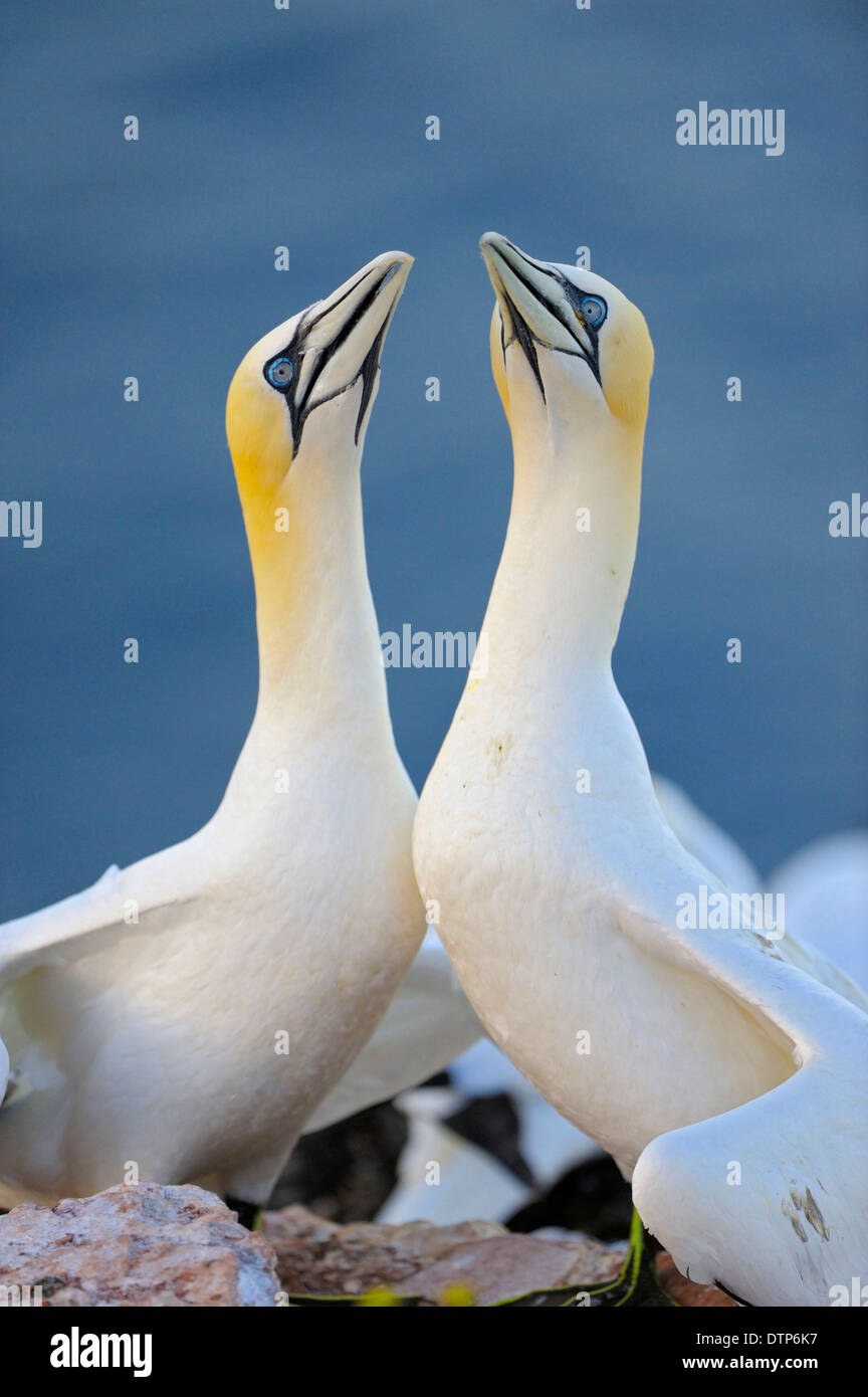 Gannets, pair, Heligoland, Schleswig-Holstein, Germany / (Sula bassana) Stock Photo