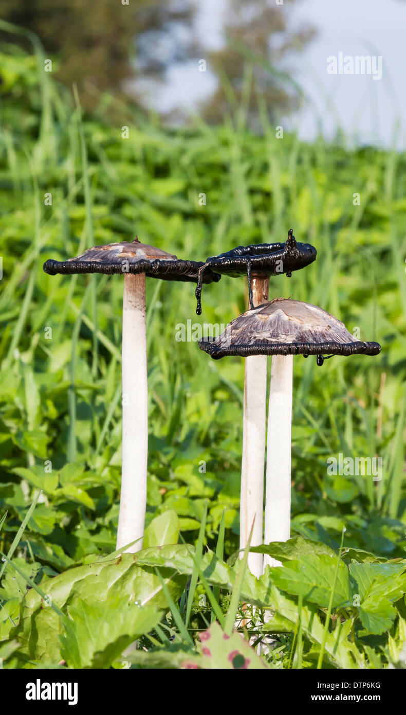 Inedible mushroom shaggy ink cap at autumn Stock Photo