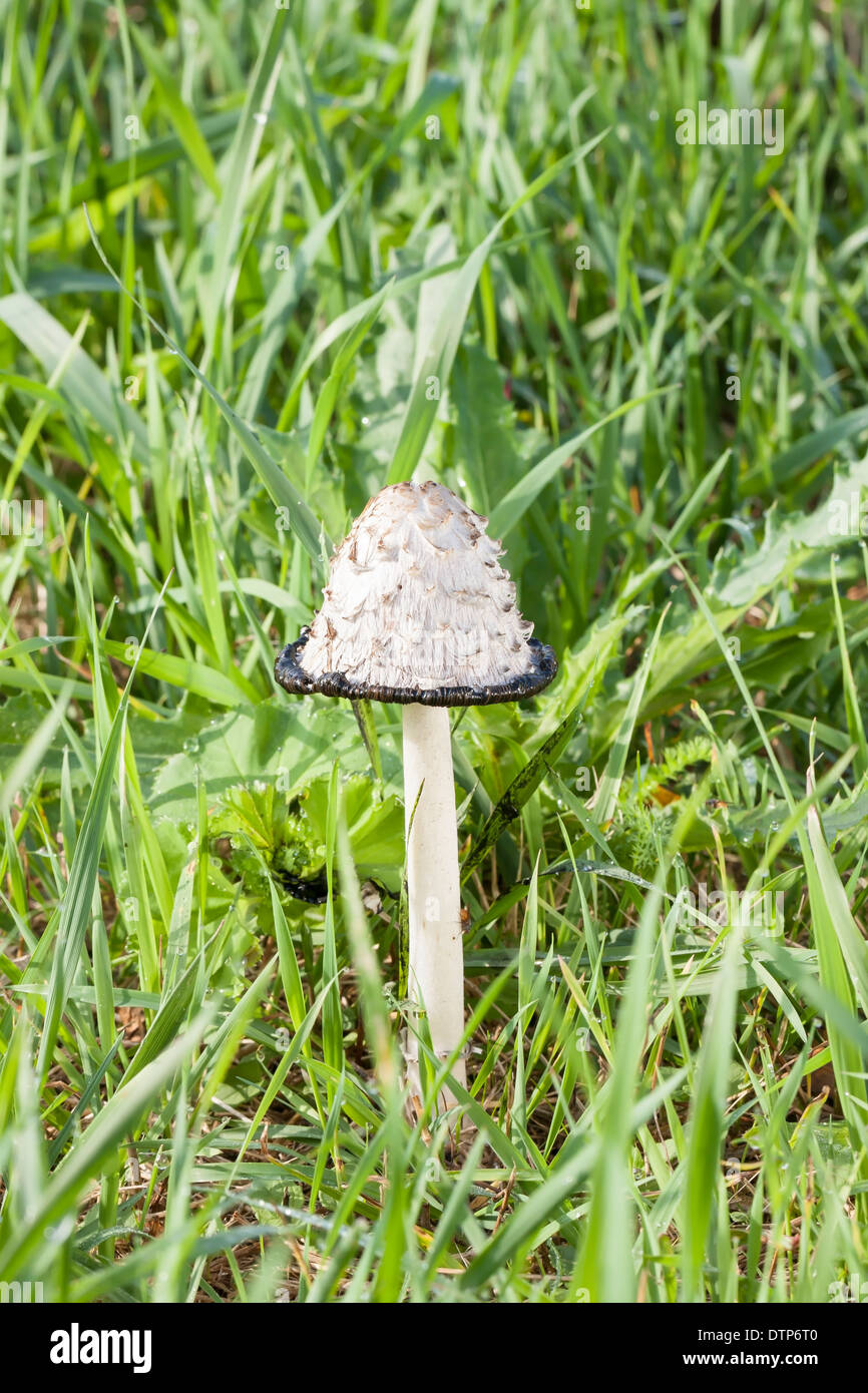 Inedible mushroom shaggy ink cap at autumn Stock Photo