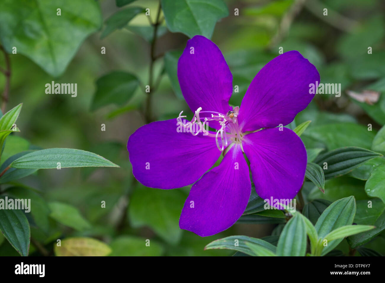 Closeup of a purple Princess flower (or glory bush or lasiandra) (Tibouchina semidecandra) Stock Photo