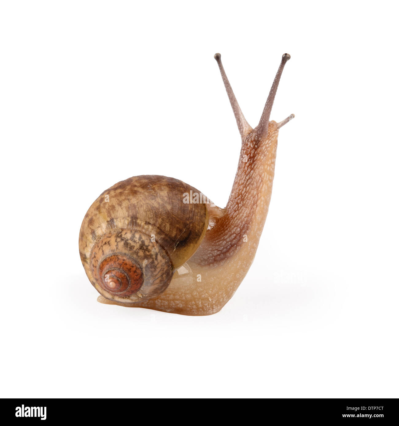 garden snail is being looked Stock Photo