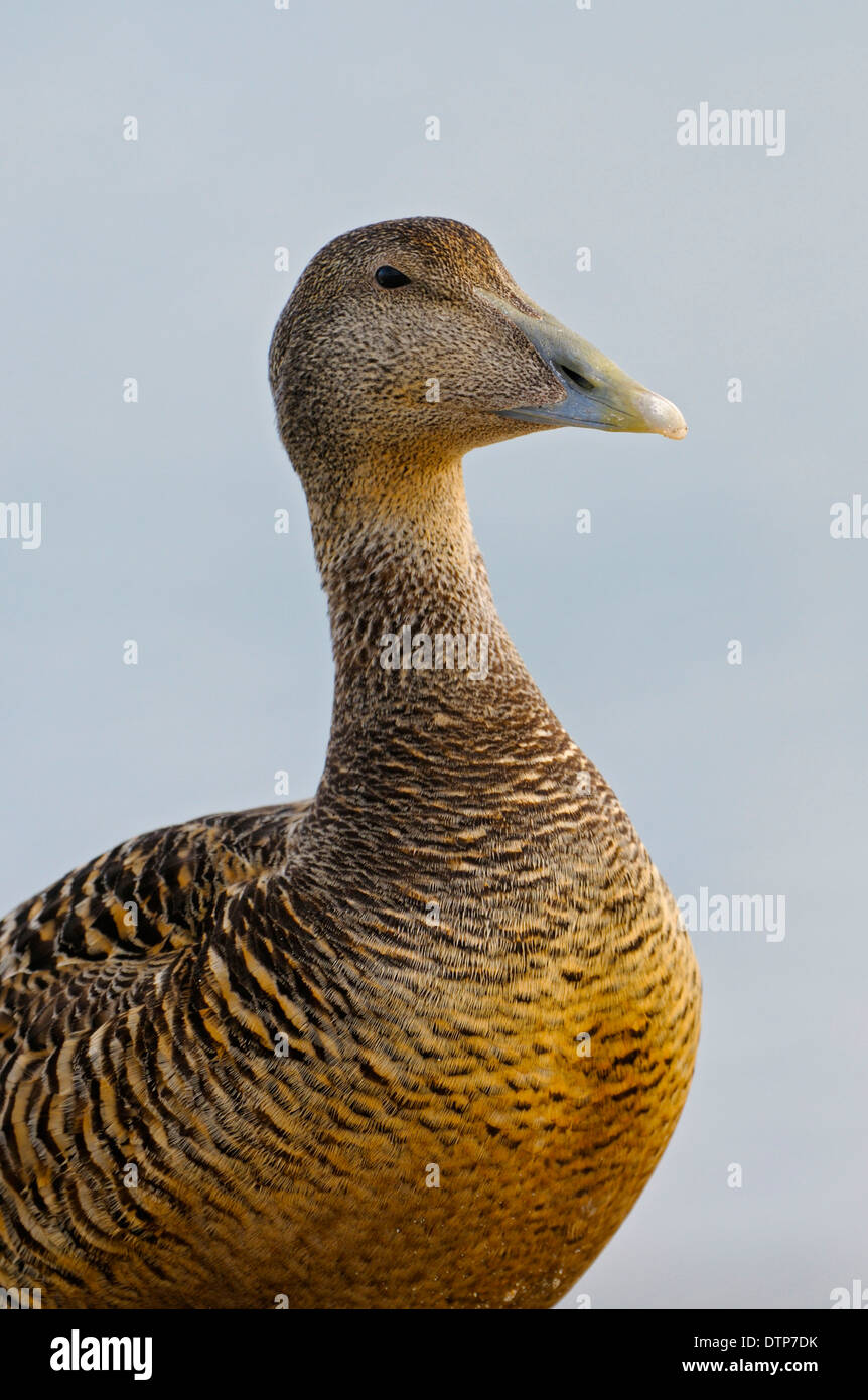 Eider Duck, female, Dune of Heligoland, Schleswig-Holstein, Germany / (Somateria mollissima) Stock Photo