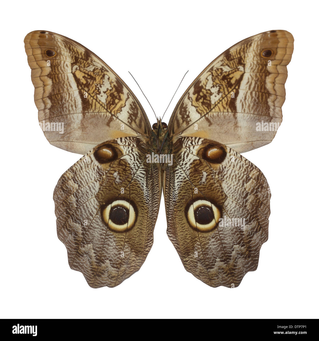 owl butterfly Stock Photo