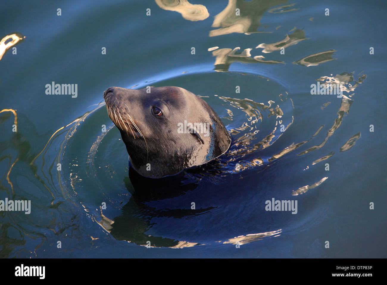 Gray seals in bay in California Stock Photo Alamy