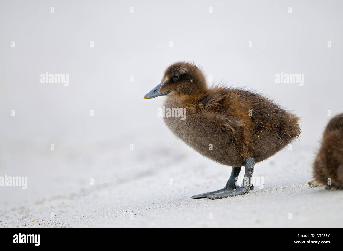 Eider Duck, chick, Dune of Heligoland, Schleswig-Holstein, Germany / (Somateria mollissima) Stock Photo