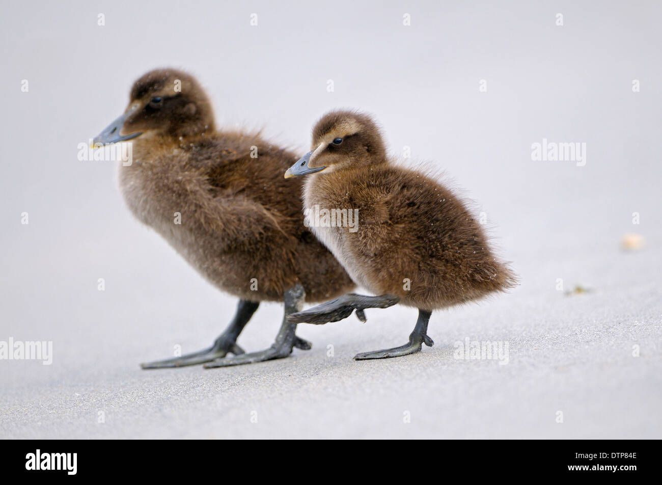 Eider Ducks, ducklings, Dune of Heligoland, Schleswig-Holstein, Germany / (Somateria mollissima) Stock Photo