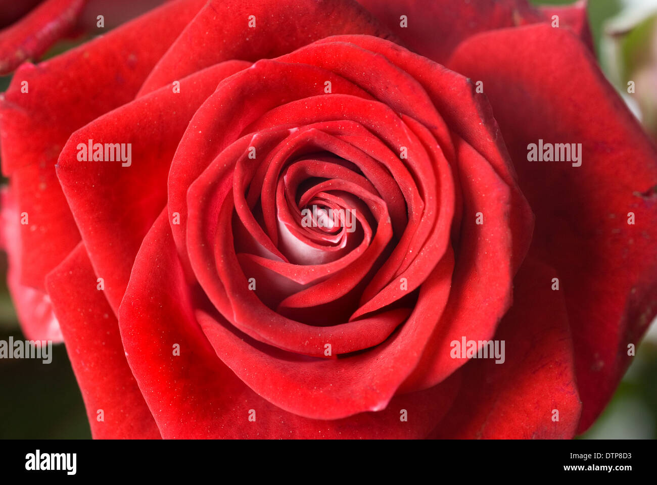 close up photo of red rose Stock Photo - Alamy