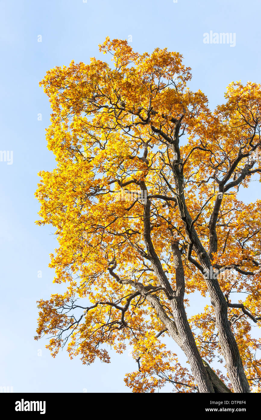 Golden leaves leaves hi-res stock photography and images - Alamy