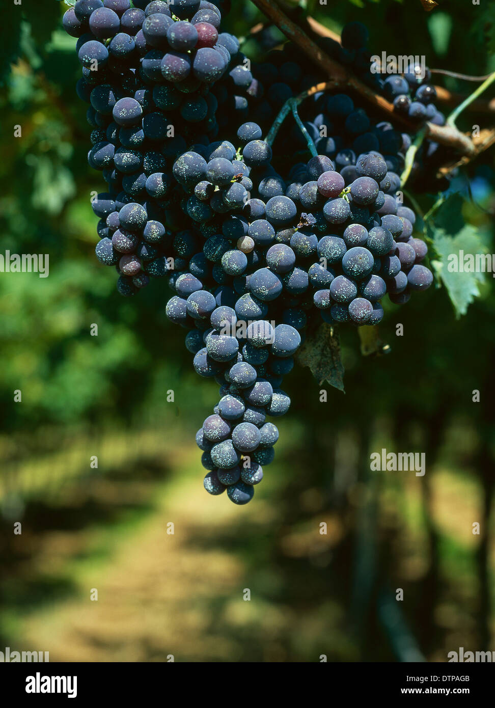 Wine making grapes on the vine, ready to pick Stock Photo Alamy