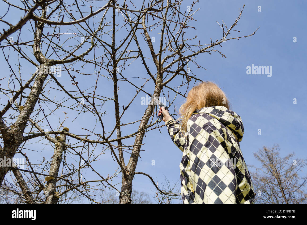 back view of young gardener cut old fruit tree branch with small handsaw on blue sky background Stock Photo