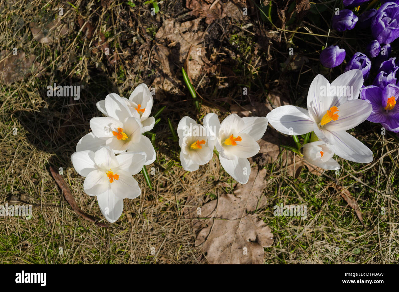 close up of white crocuses bud with yellow stamen in garden earth Stock Photo