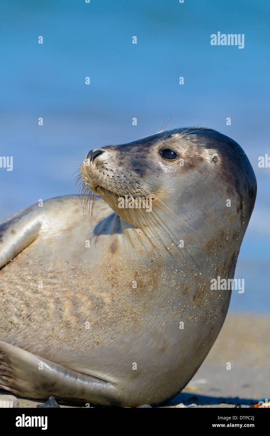 Grey Seal, Dune of Heligoland, Schleswig-Holstein, Germany / (Halichoerus grypus) Stock Photo