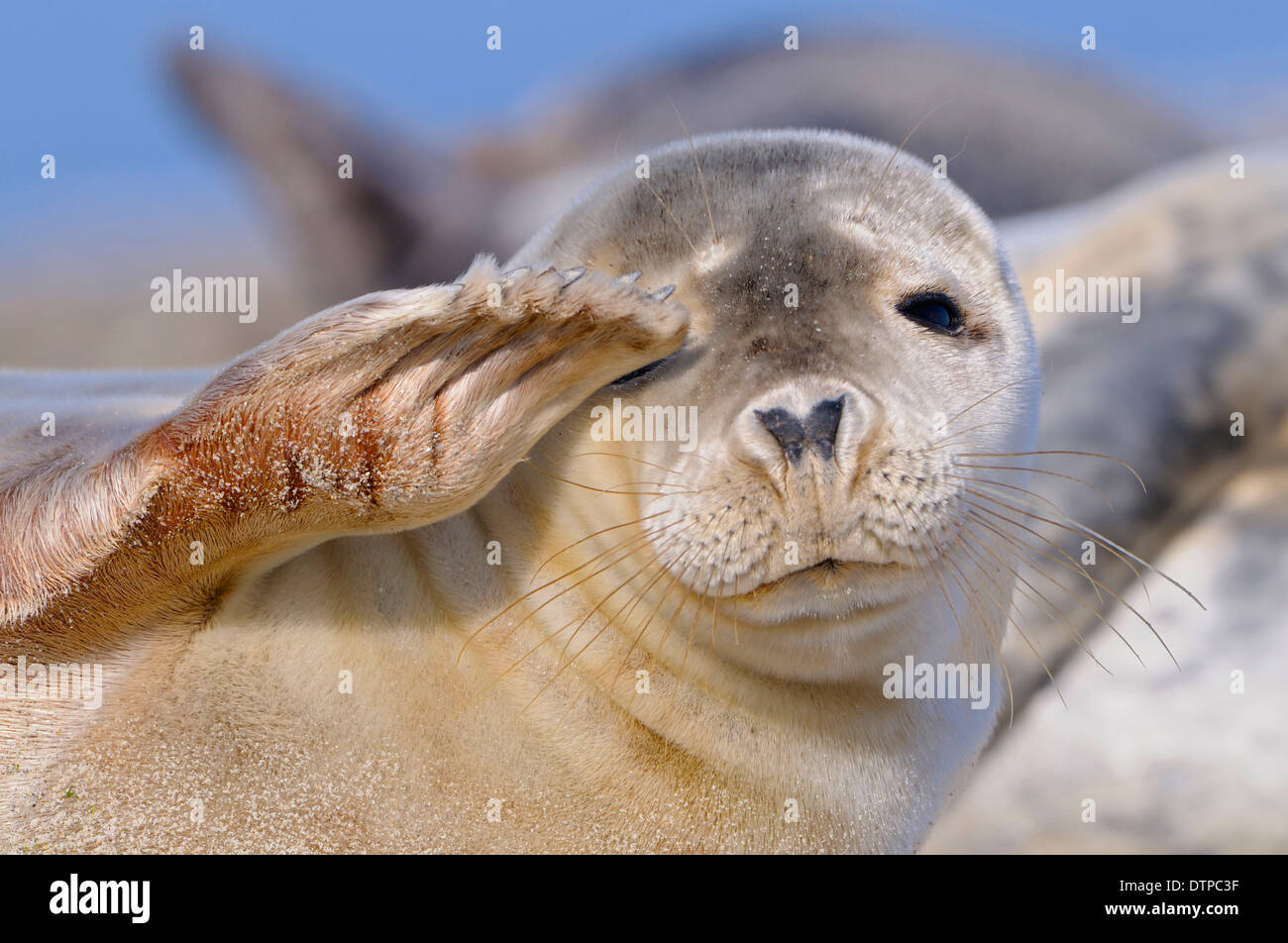 Common Seal, Dune of Heligoland, Schleswig-Holstein, Germany / (Phoca vitulina) Stock Photo