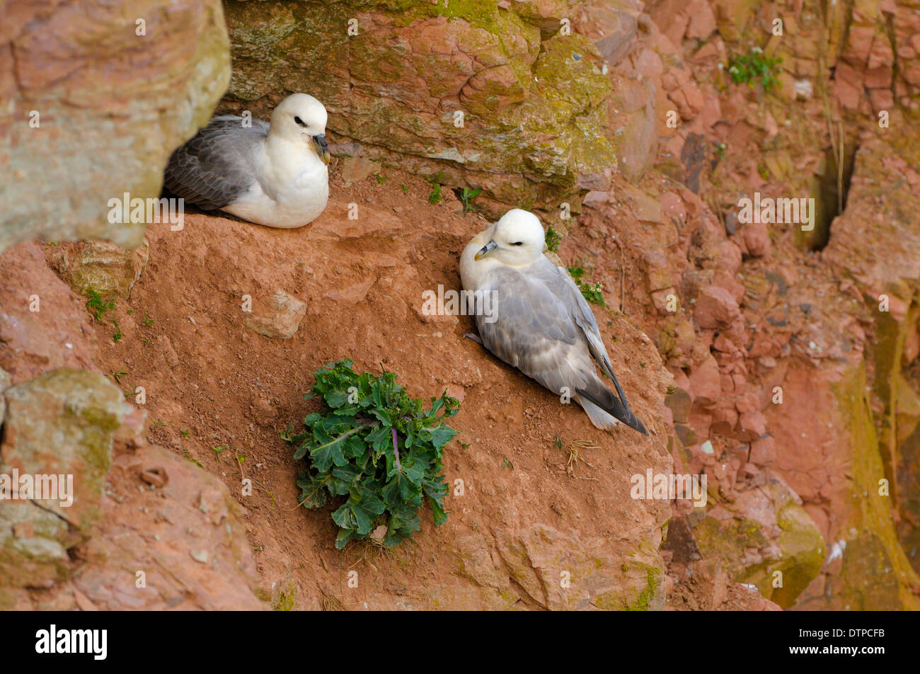 Northern Fulmars, pair, Heligoland, Schleswig-Holstein, Germany / (Fulmarus glacialis) Stock Photo