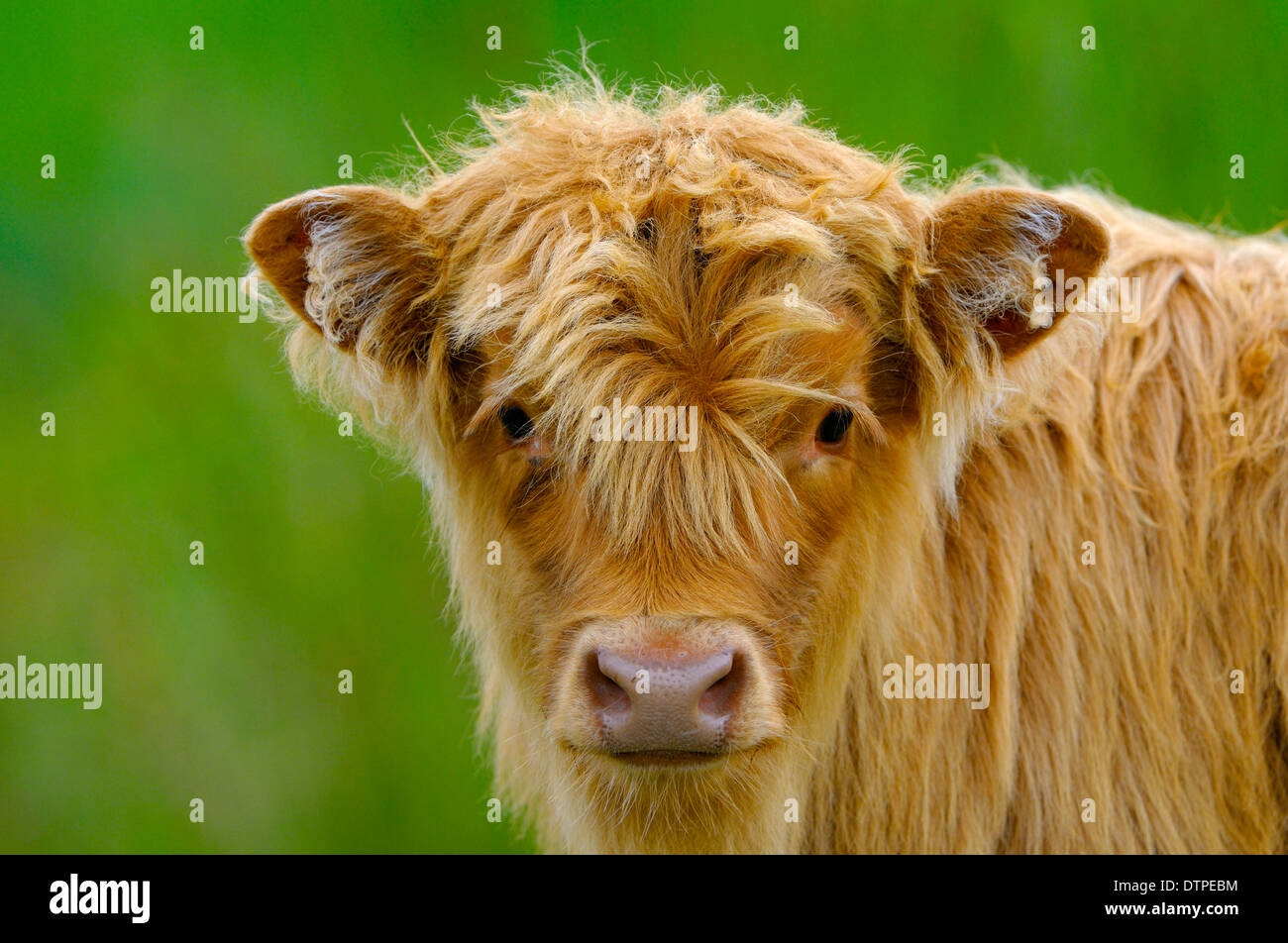 Scottish Highland Cattle, calf Stock Photo