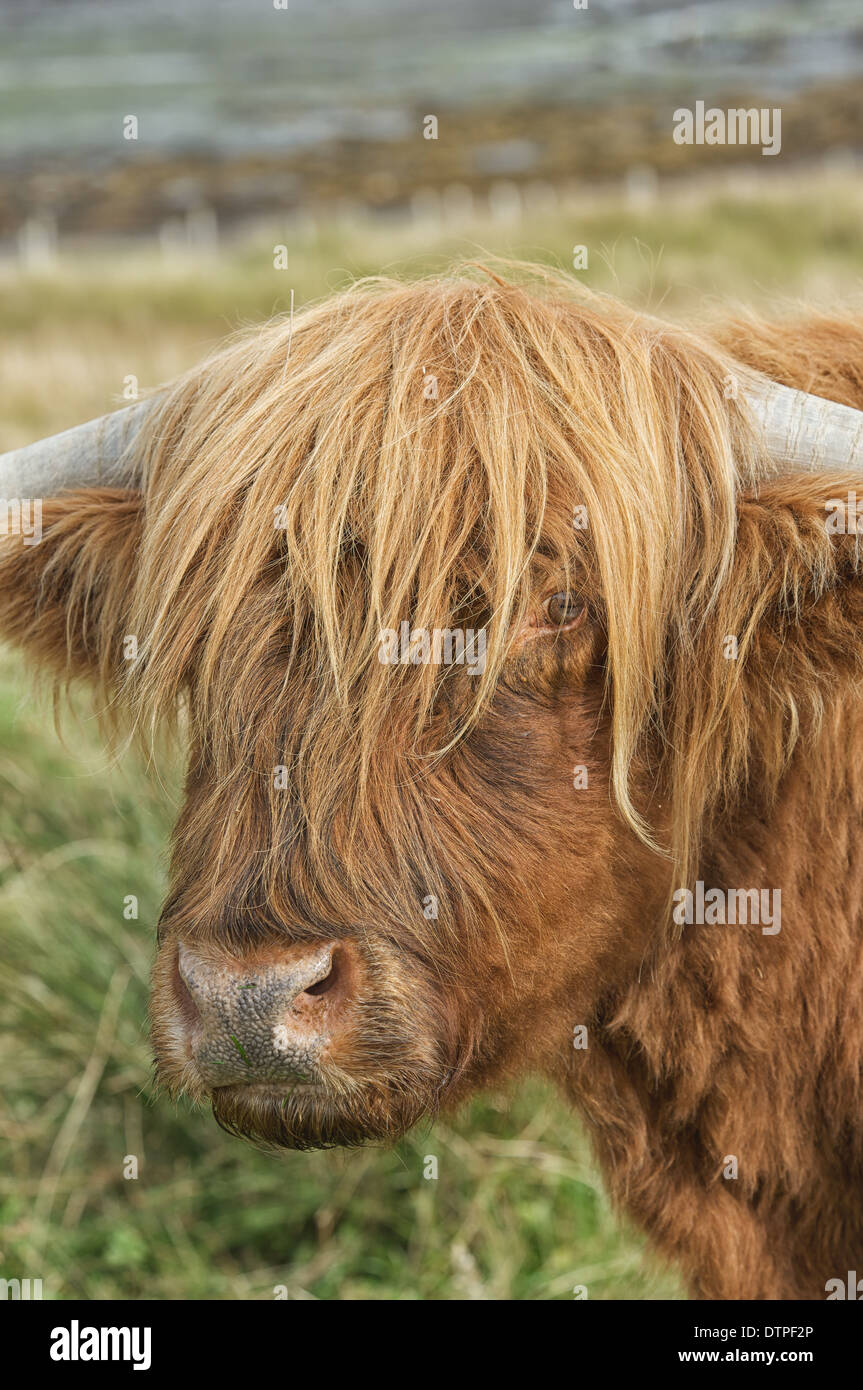 Fluffy highland cow hi-res stock photography and images - Alamy