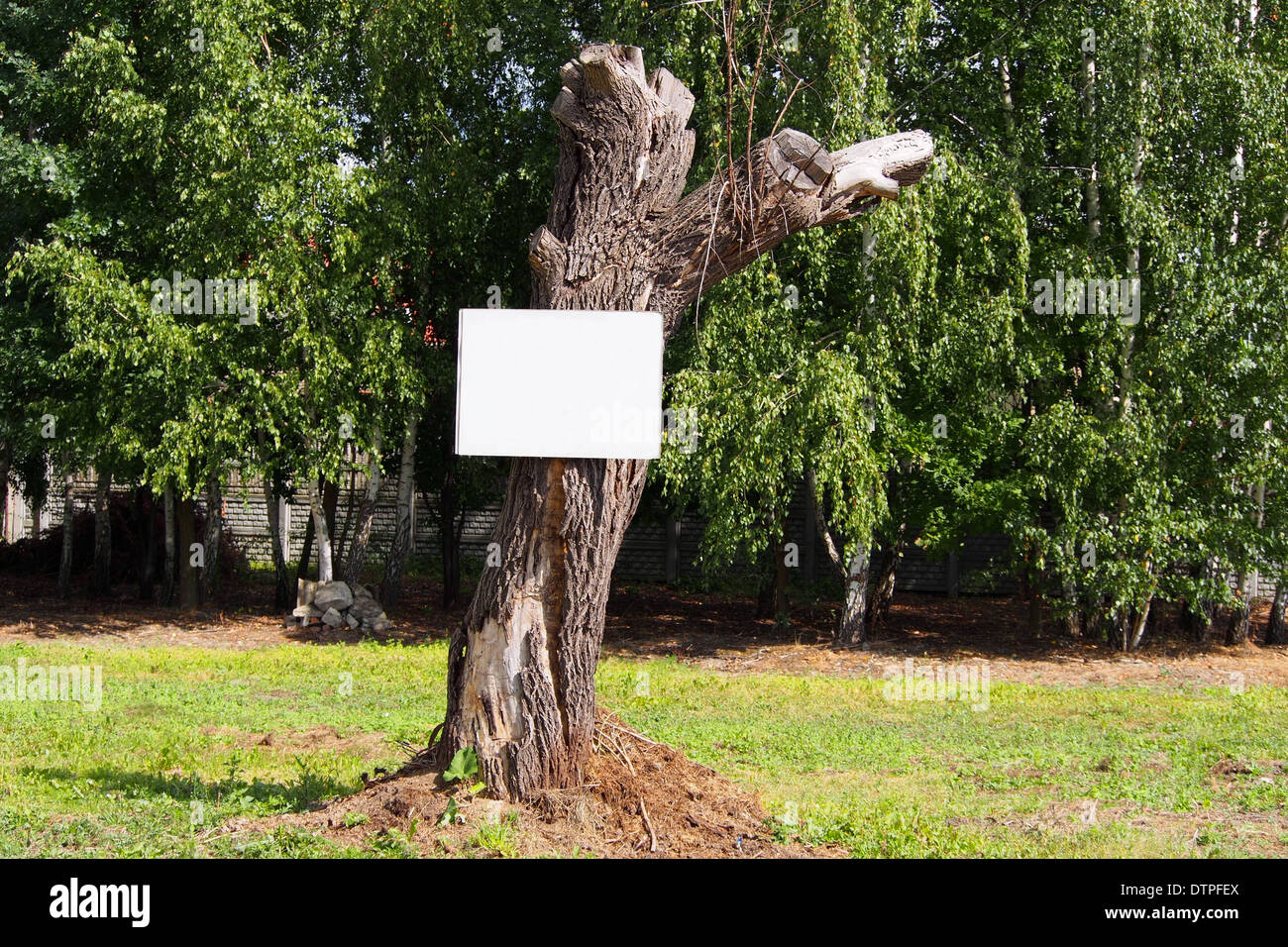 Old tree with blank board ready for anything you wish to write on it Stock Photo