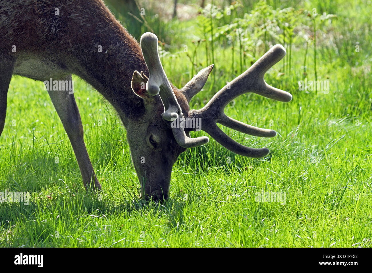 Red Deer (Cervus elaphus) - antlers in velvet Stock Photo