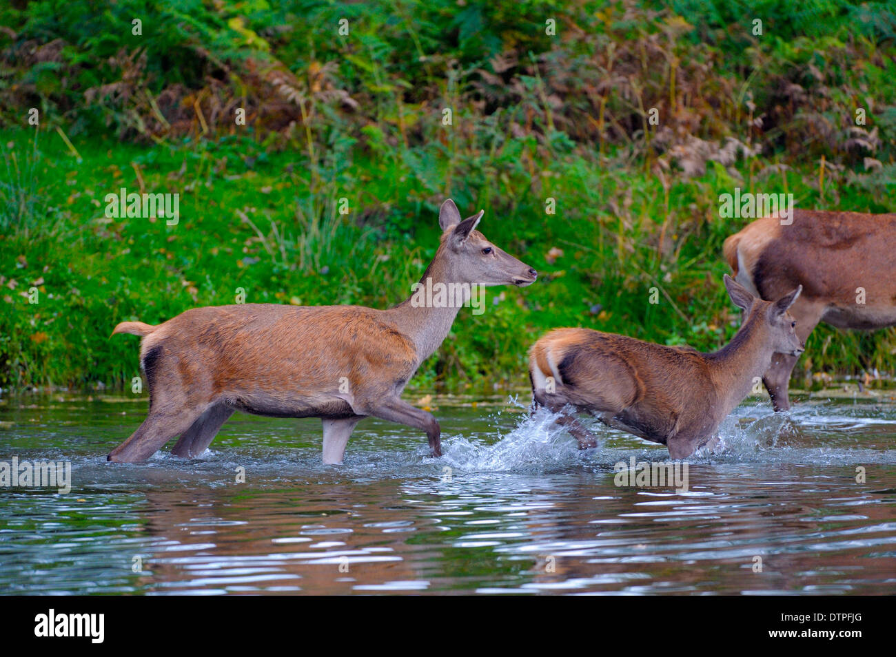 Red Deer, female and young / (Cervus elaphus) Stock Photo