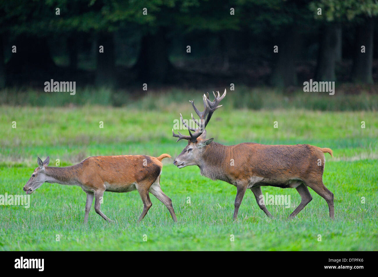 Red Deer, pair / (Cervus elaphus) / side Stock Photo