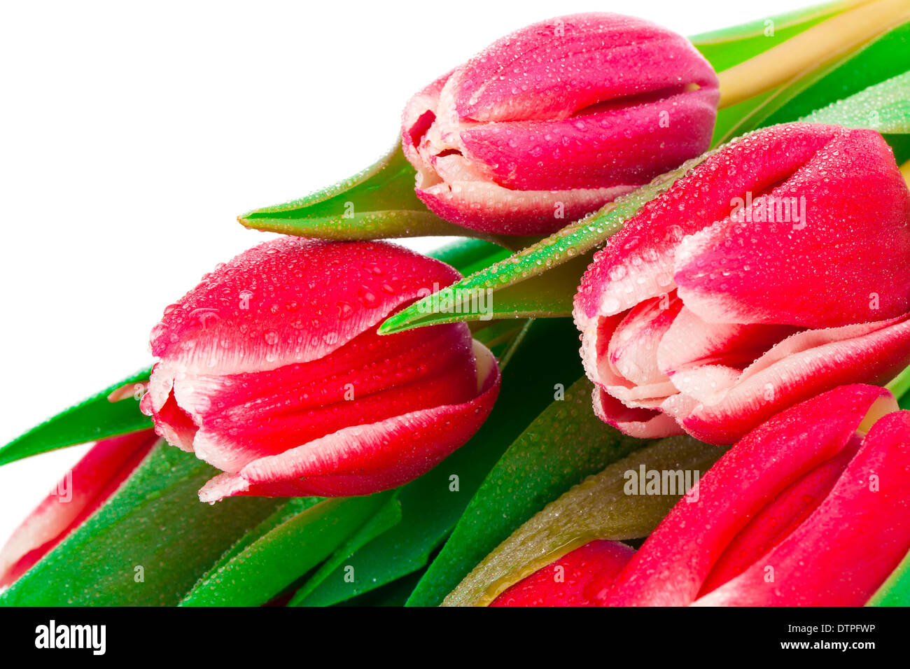 Hoa tulip màu hồng: Những đóa hoa tulip màu hồng đang chờ đợi bạn chỉnh sửa ngay trong ảnh của chúng tôi. Bạn sẽ không thể rời mắt khỏi sắc hồng tươi đẹp và xúc cảm tinh tế mà chúng ta không thể bỏ qua. Thưởng thức đẹp của hoa tulip màu hồng với hình ảnh đầy tinh tế và độc đáo!