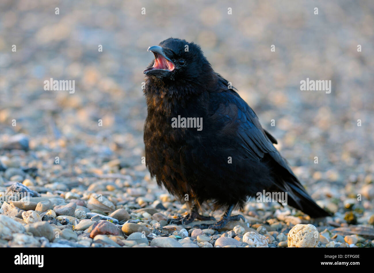 Carrion Crow, North Rhine-Westphalia, Germany / (Corvus corone) Stock Photo