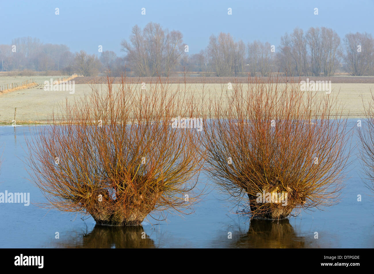 Flooded Willow Trees, Emmerich, North-Rhine Westphalia, Germany / January, flood Stock Photo