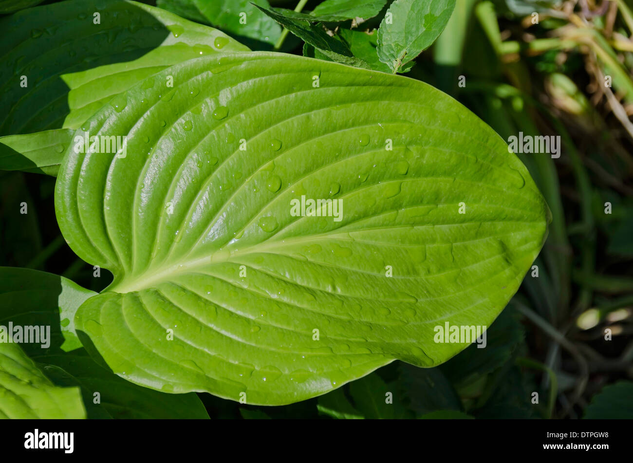 Big green leaf of white lily at rain Stock Photo - Alamy