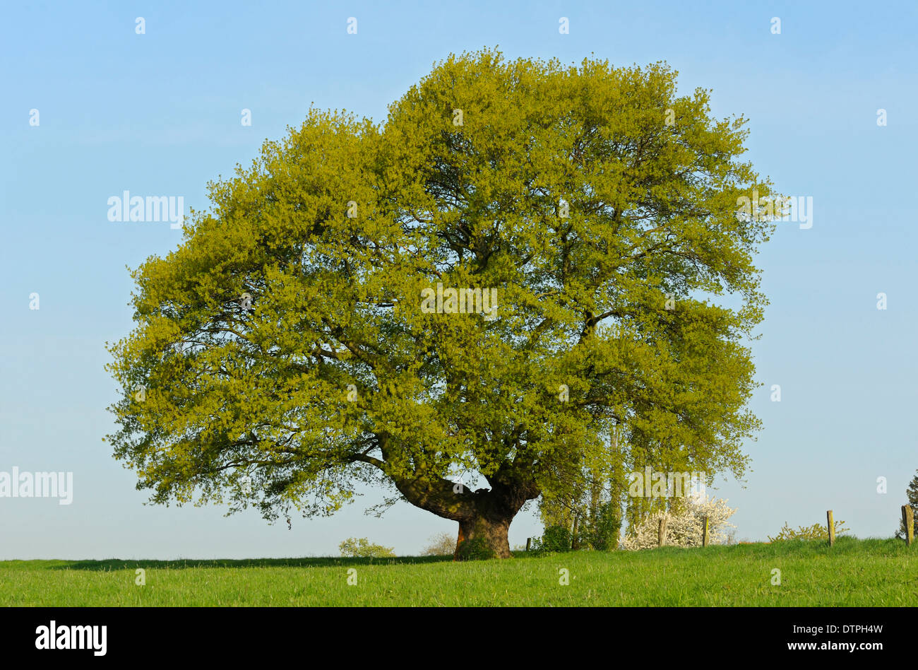 English Oak, North Rhine-Westphalia, Germany / (Quercus robur) Stock Photo