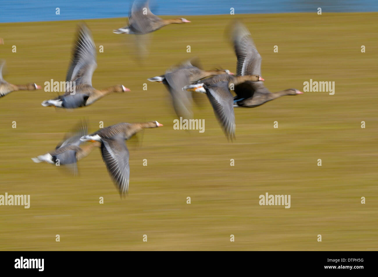 White-fronted Geese, North Rhine-Westphalia, Germany / (Anser albifrons) Stock Photo