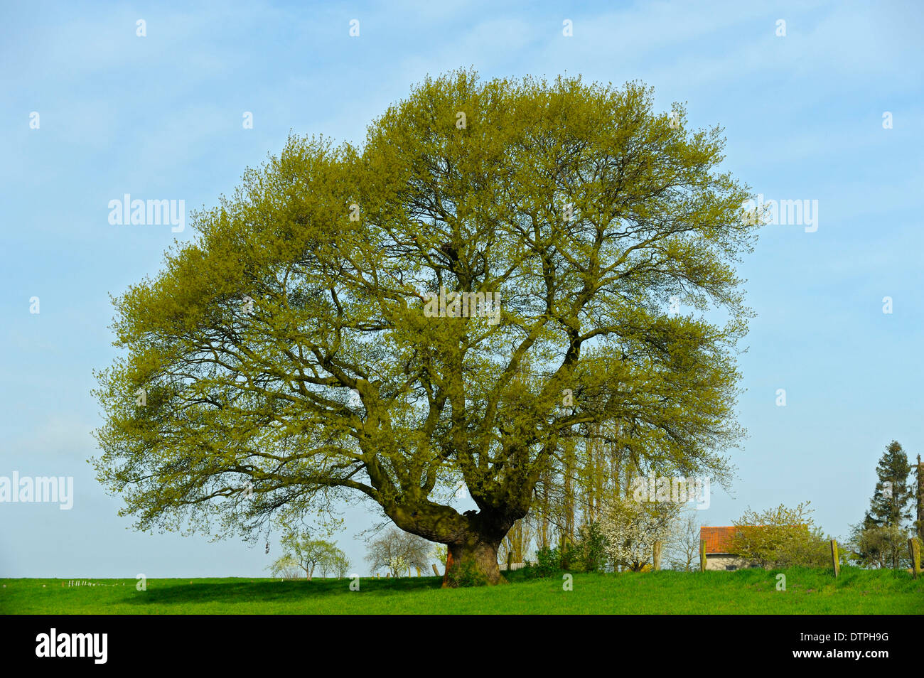 English Oak, North Rhine-Westphalia, Germany / (Quercus robur) Stock Photo