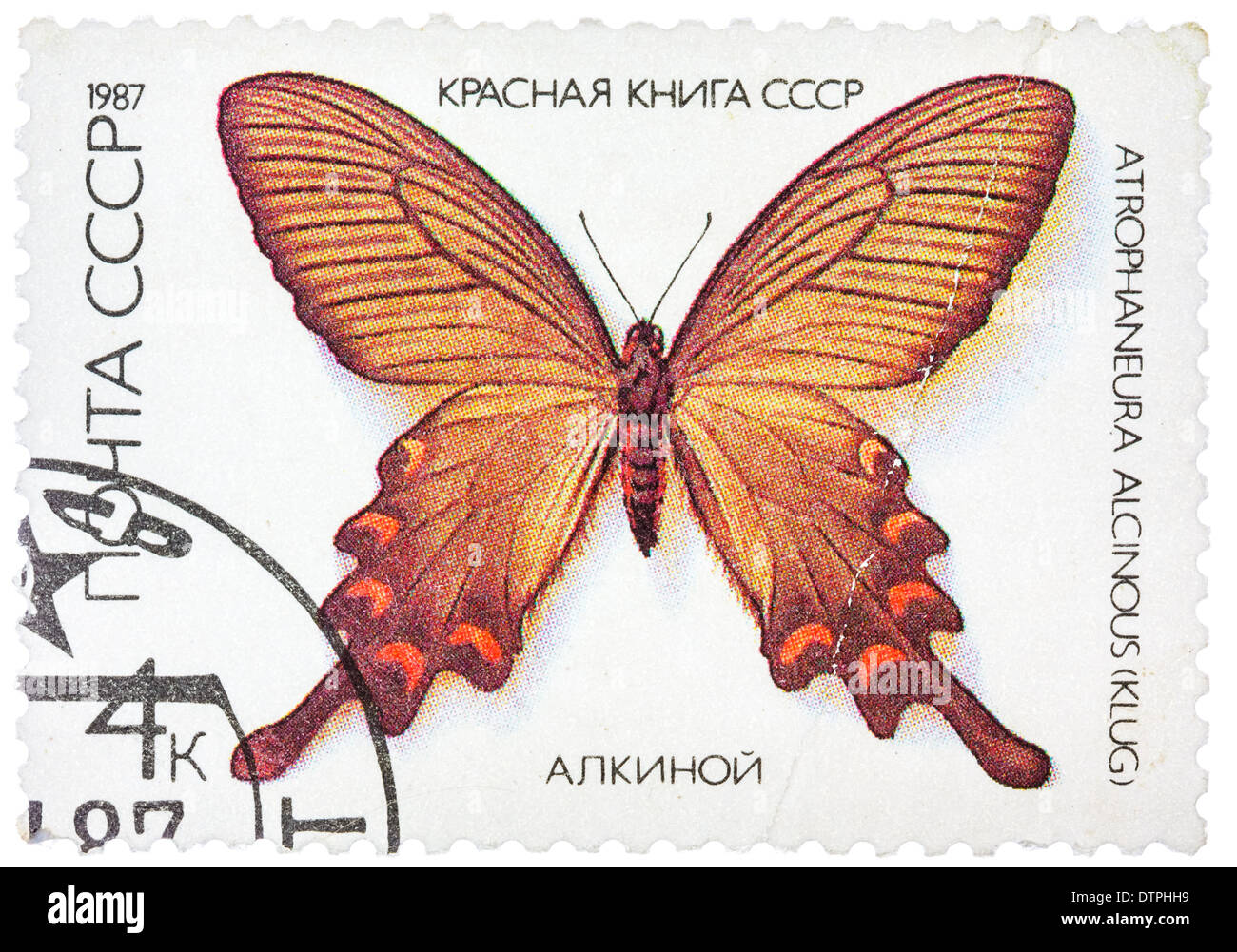 USSR - CIRCA 1986: A stamp printed in the USSR shows butterfly Alcinous, series, circa 1986 Stock Photo