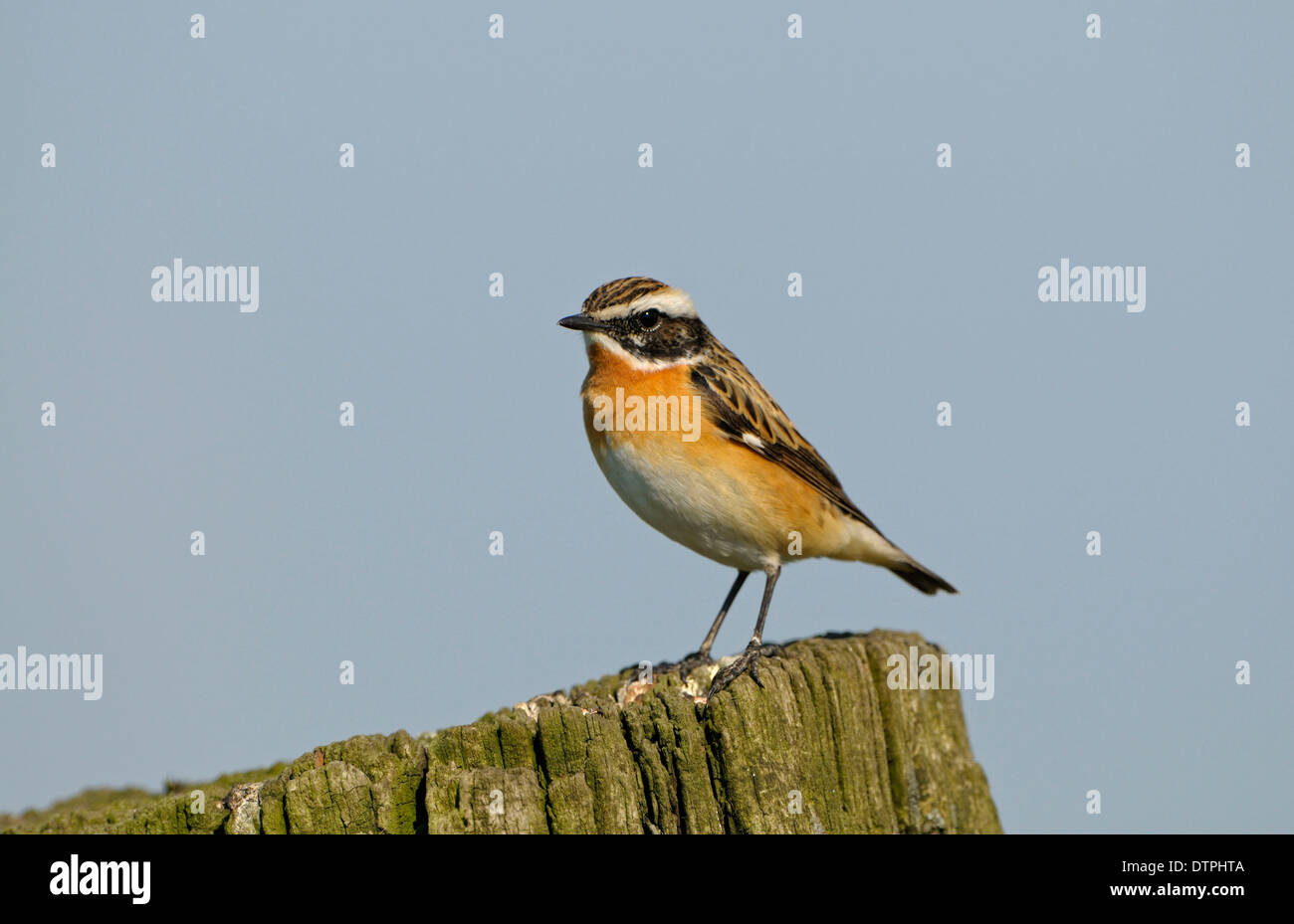 Whinchat, male, Netherlands / (Saxicola rubetra) Stock Photo