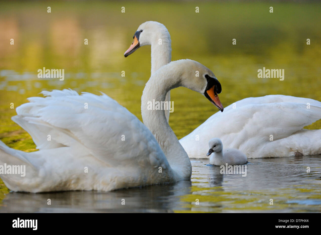 Mute Swans, pair with cygnet, North Rhine-Westphalia, Germany / (Cygnus olor) Stock Photo
