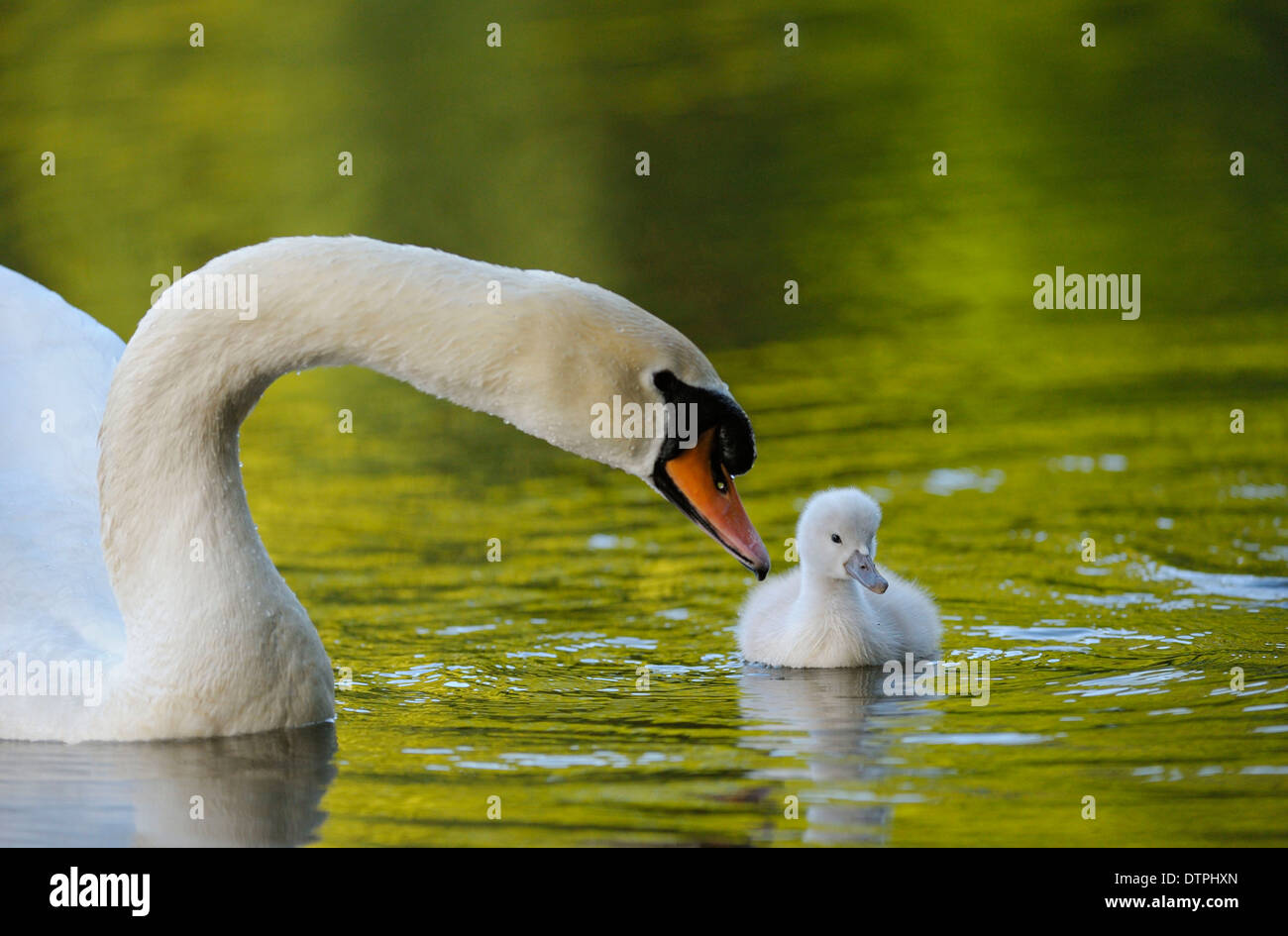 Mute Swan with cygnet, North Rhine-Westphalia, Germany / (Cygnus olor) Stock Photo