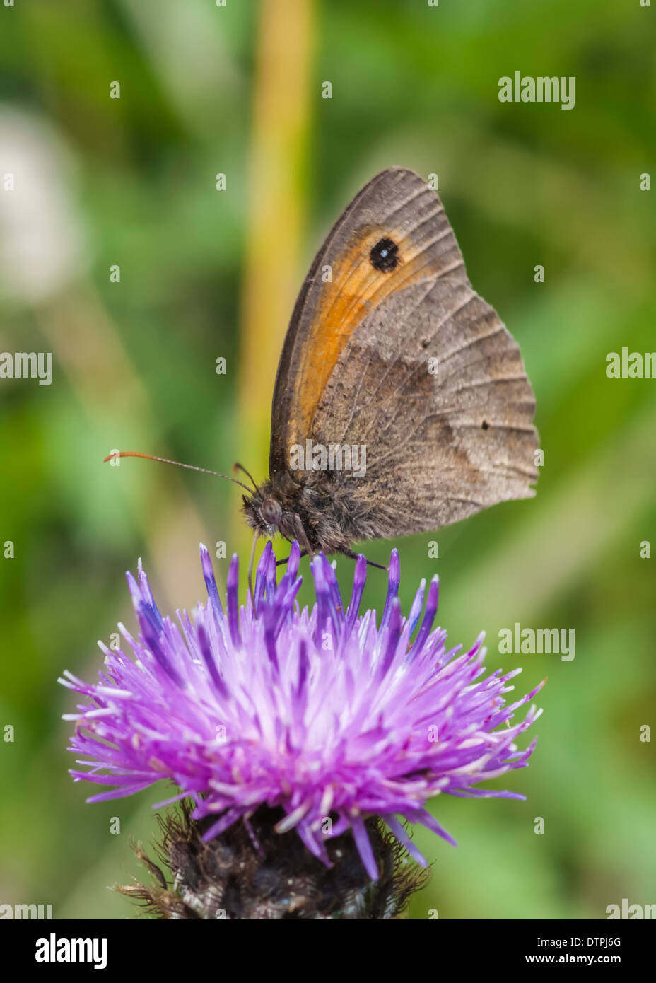 meadow brown butterfly / maniola jurtina Stock Photo