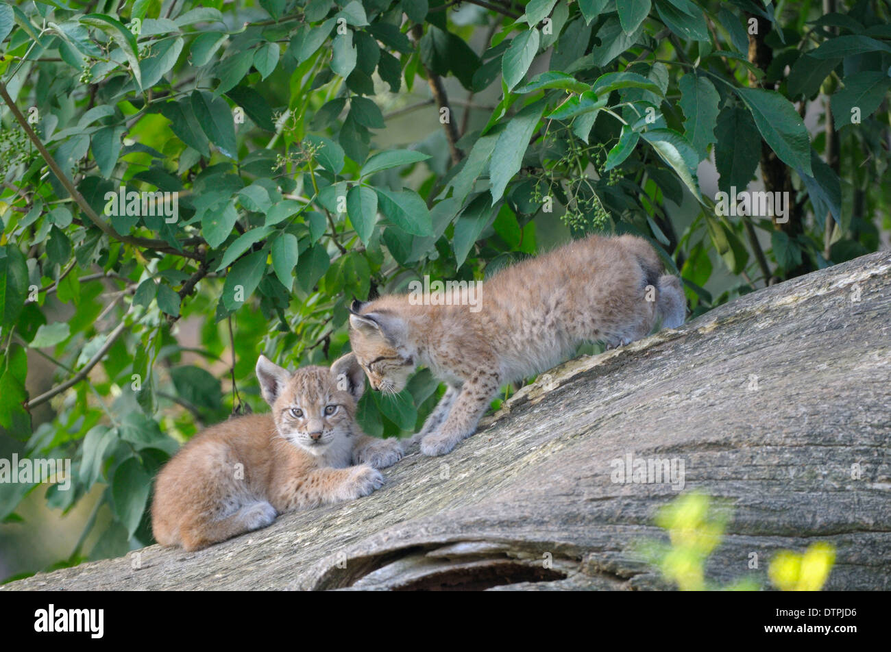 European Lynx, cubs / (Lynx lynx, Felis lynx) Stock Photo