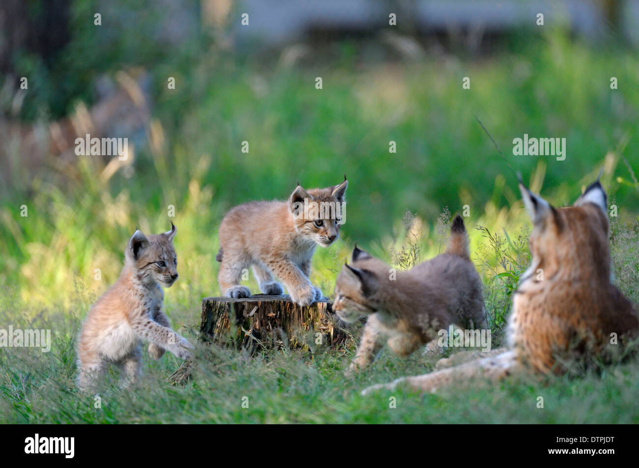 European Lynx, female with cubs / (Lynx lynx, Felis lynx) Stock Photo