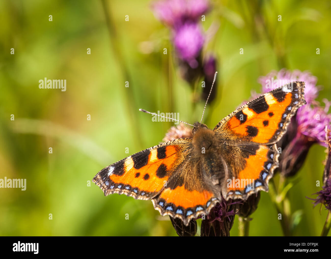 Painted lady : vanessa cardui Stock Photo