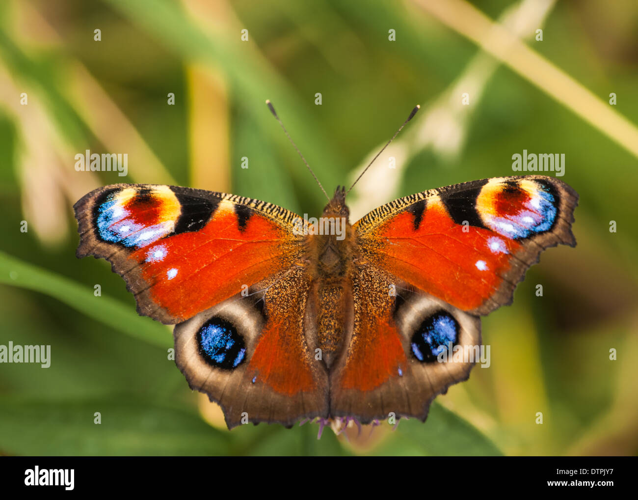 Peacock butterfly : inachis io Stock Photo