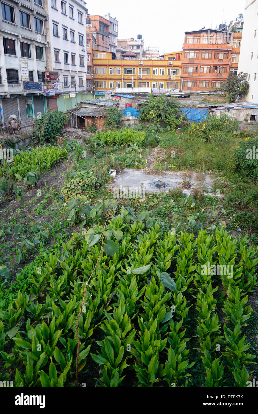 Vegetable garden in the Thamel District of Kathmandu, Nepal Stock Photo