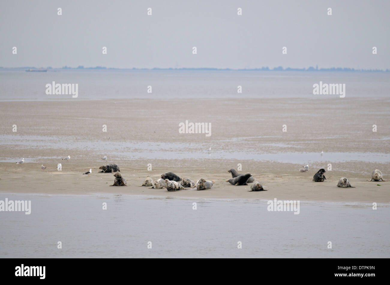 Grey Seals and Common Seals, on sandbank at low tide, Island of Texel, Netherlands / (Halichoerus grypus), (Phoca vitulina) Stock Photo