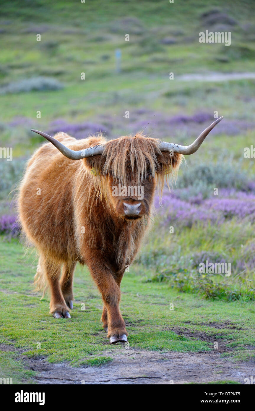 Scottish Highland Cattle, nature reserve De Bollekamer, Island of Texel, Netherlands Stock Photo
