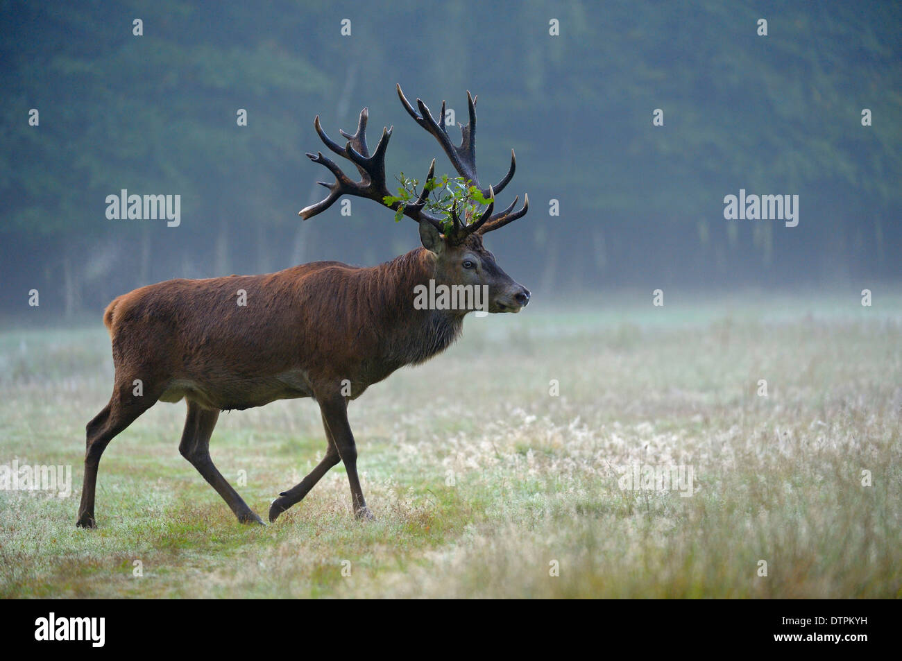 Red Deer, male, morning haze / (Cervus elaphus) Stock Photo