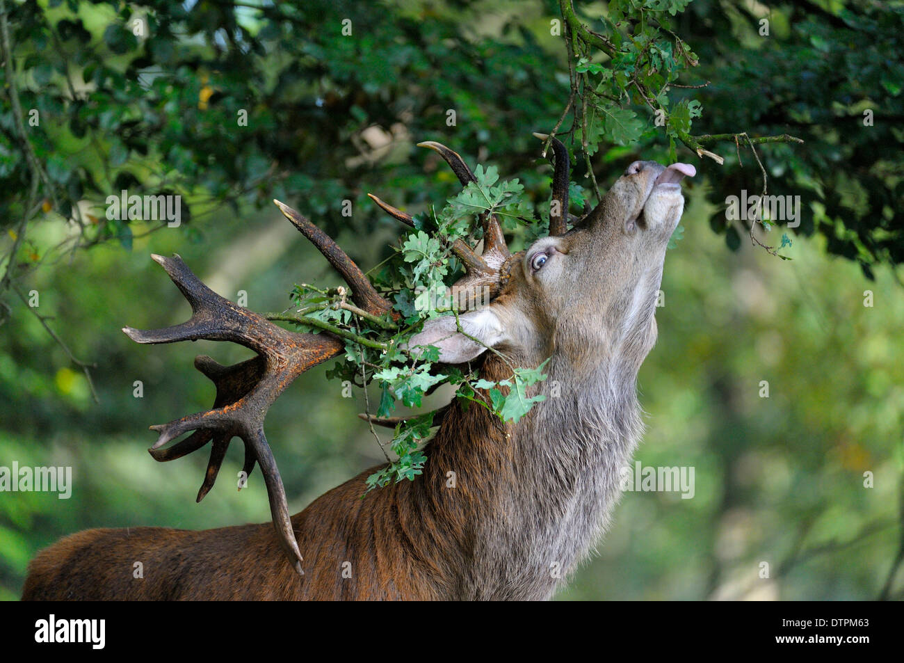 Deer eating acorns hires stock photography and images Alamy