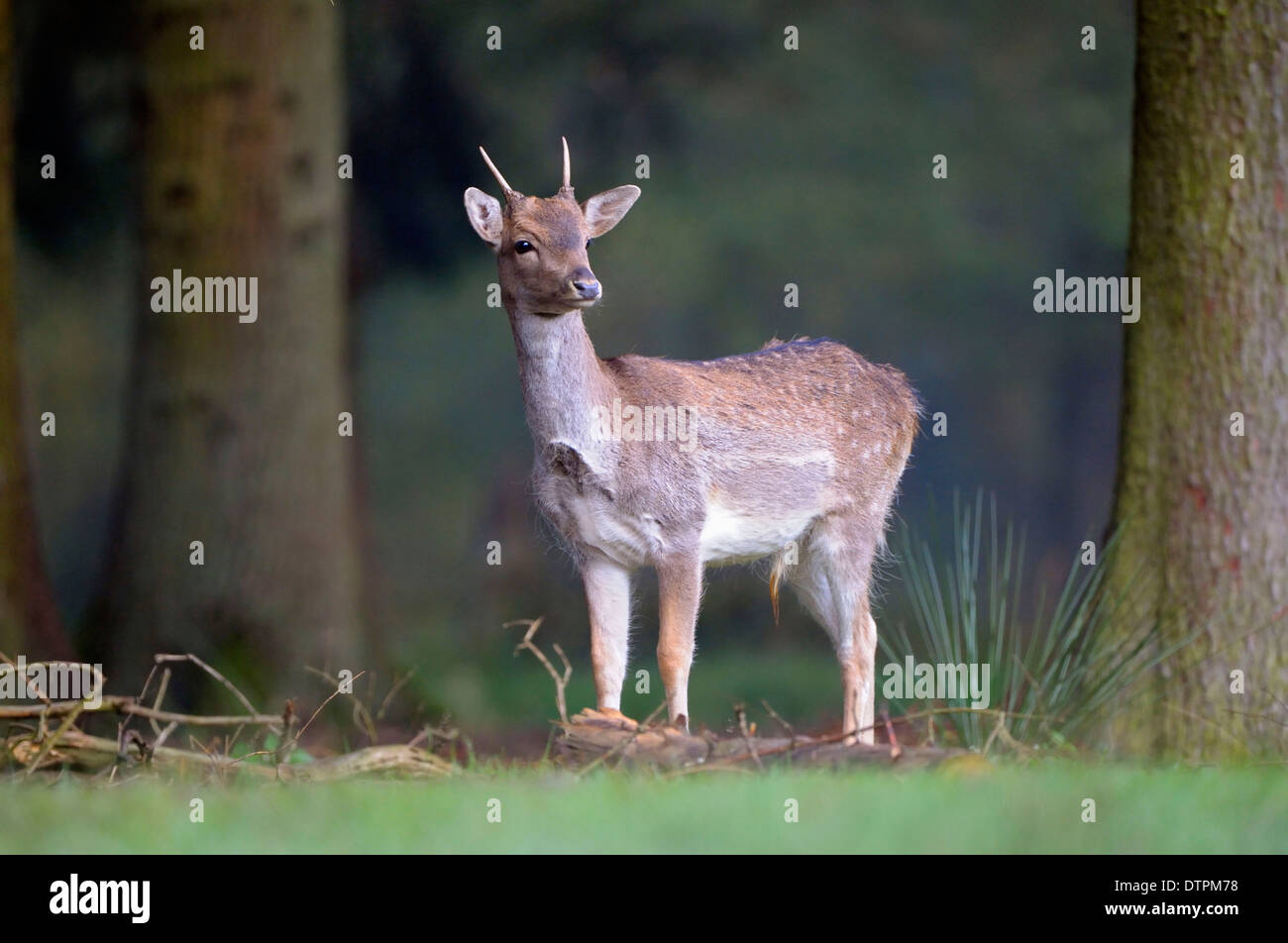 Fallow deer, young male / (Dama dama) Stock Photo