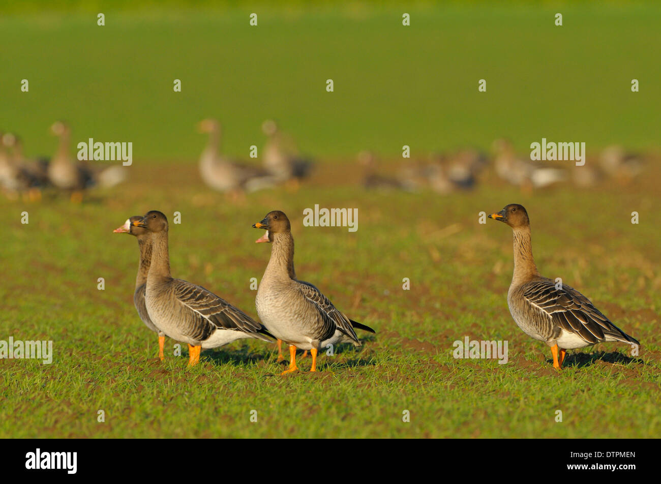 Bean Geese and White-fronted Geese, Lower Rhine, North Rhine-Westphalia, Germany / (Anser fabalis rossicus), (Anser albifrons) Stock Photo