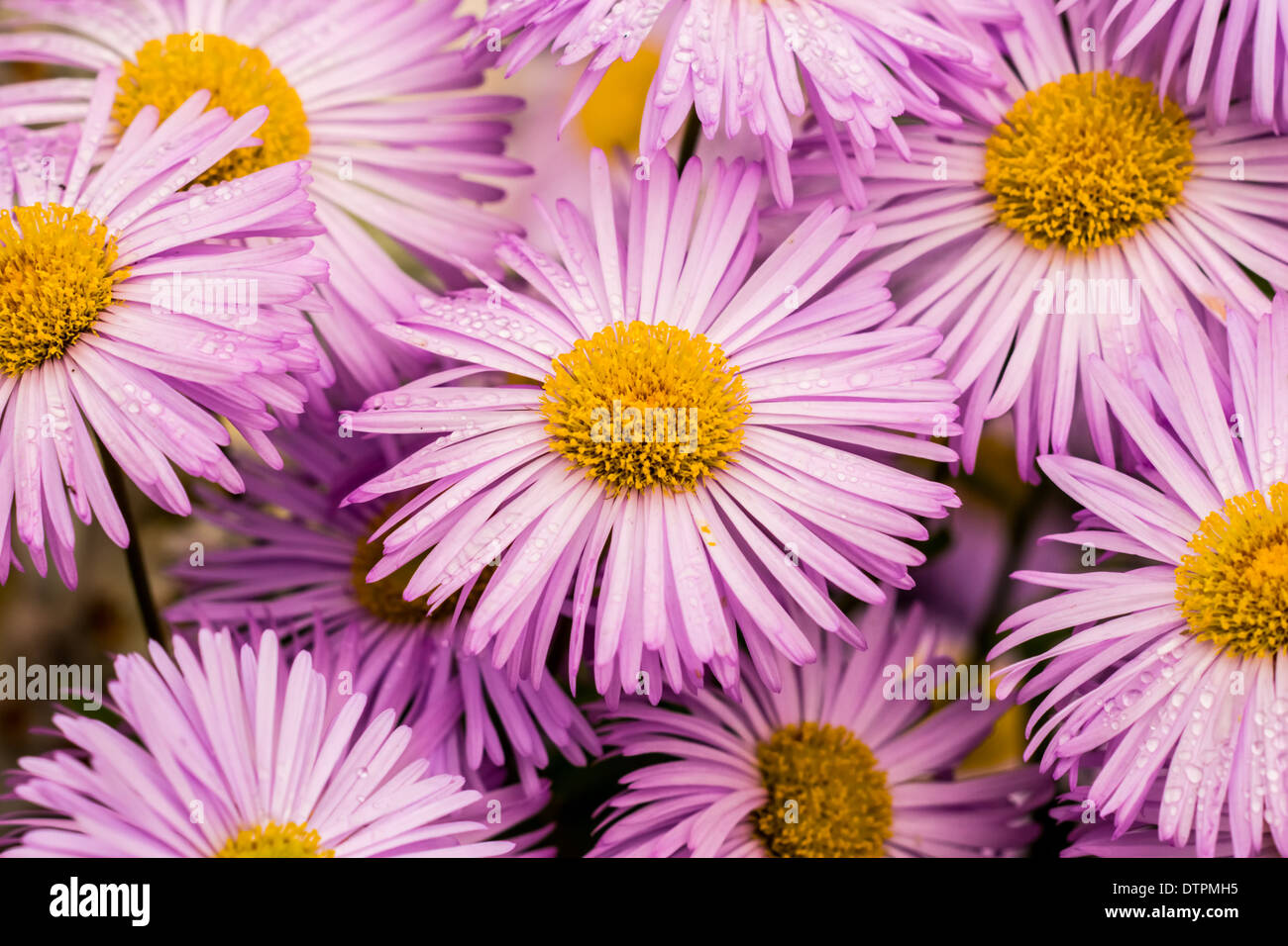 Flowers abstract daisies hires stock photography and images Alamy